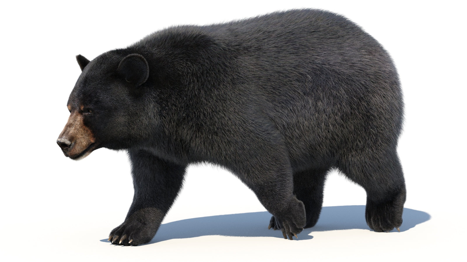 Animated Black Bear 3D Model with Fur Advanced 360° view 2 frame 35