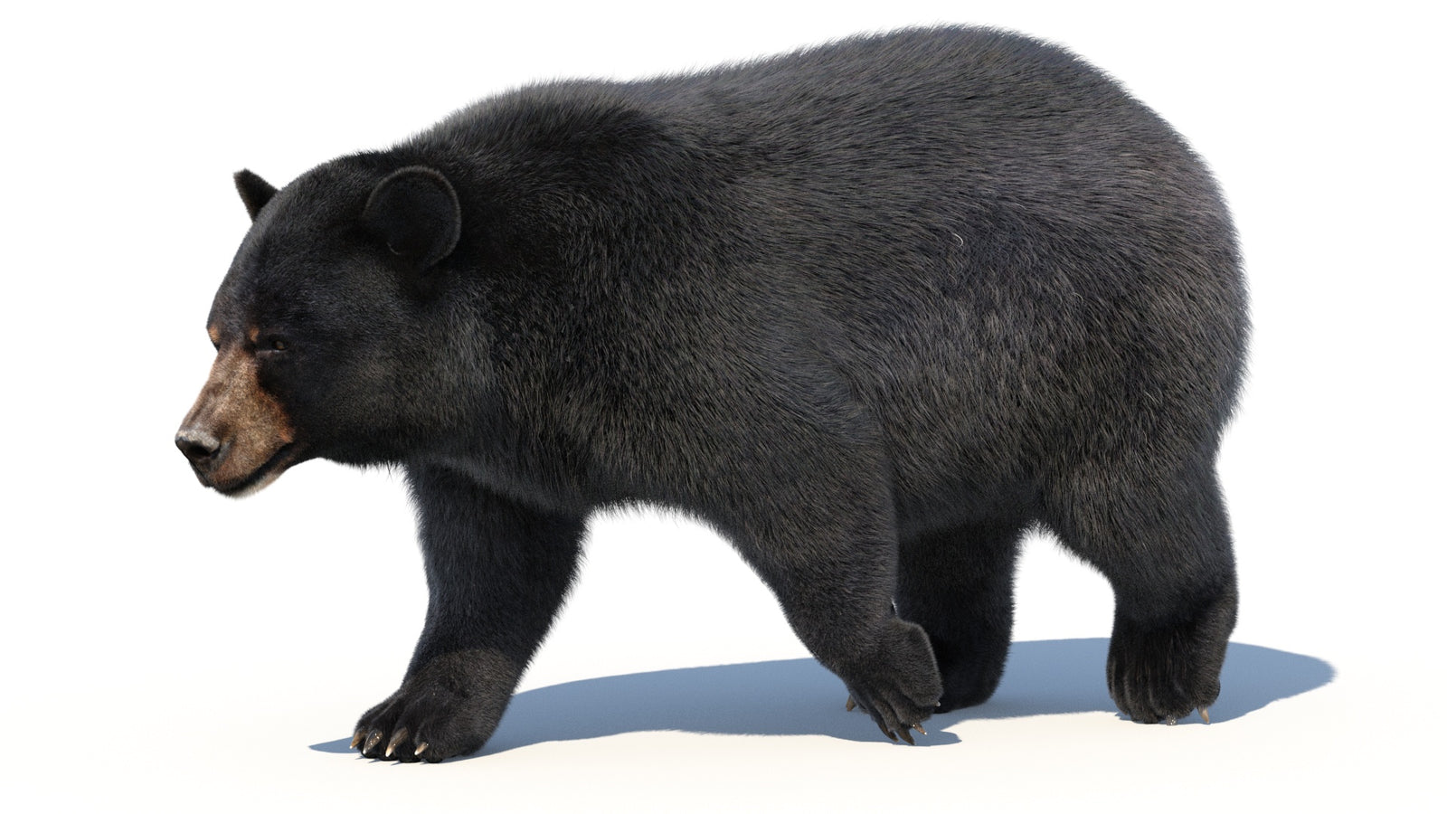 Animated Black Bear 3D Model with Fur Advanced 360° view 2 frame 36