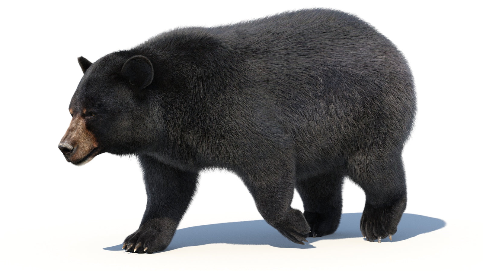 Animated Black Bear 3D Model with Fur Advanced 360° view 2 frame 37