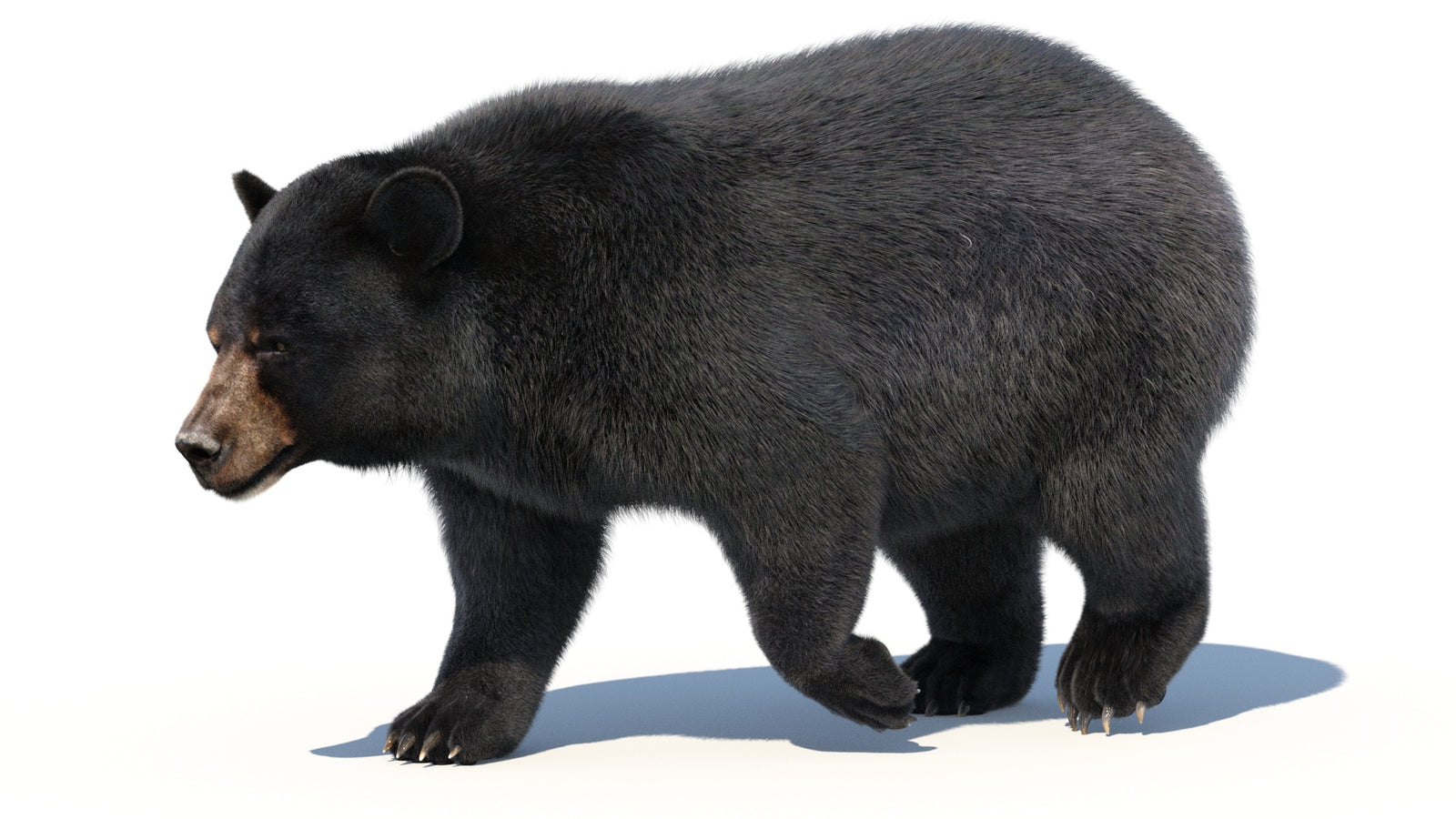 Animated Black Bear 3D Model with Fur Advanced 360° view 2 frame 38