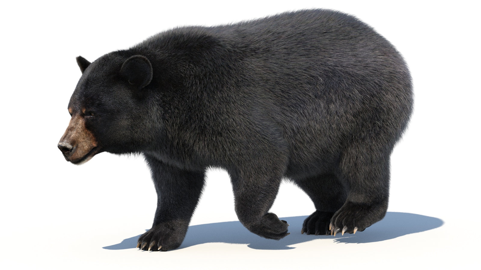 Animated Black Bear 3D Model with Fur Advanced 360° view 2 frame 40