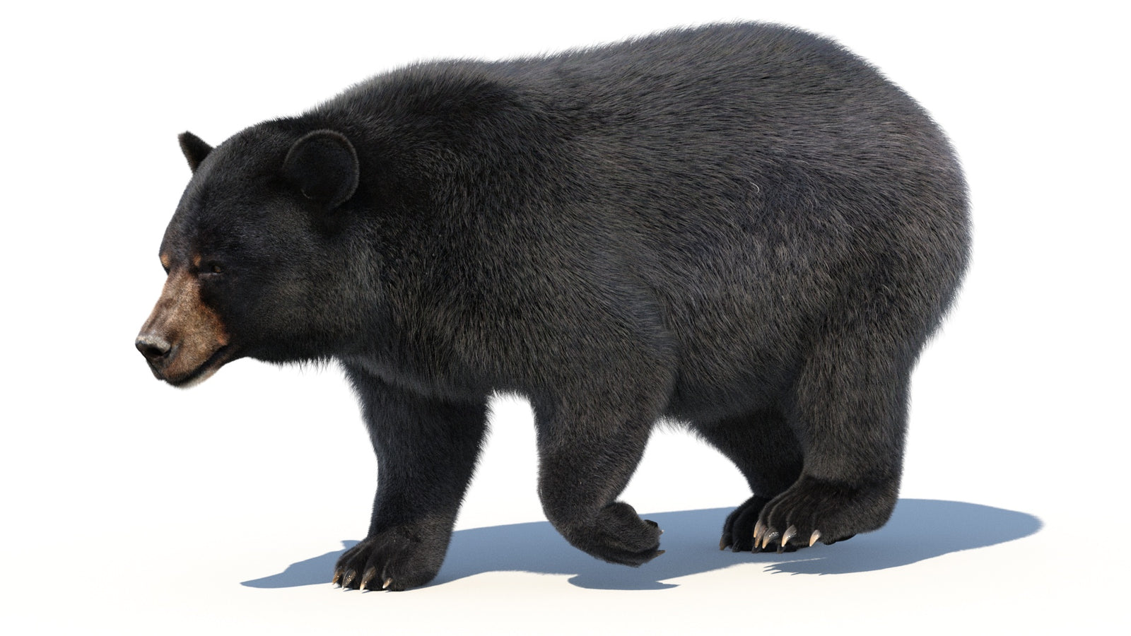 Animated Black Bear 3D Model with Fur Advanced 360° view 2 frame 41