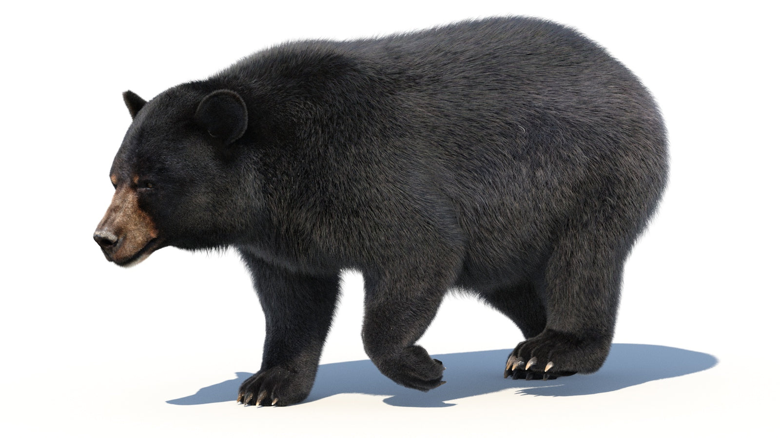 Animated Black Bear 3D Model with Fur Advanced 360° view 2 frame 42