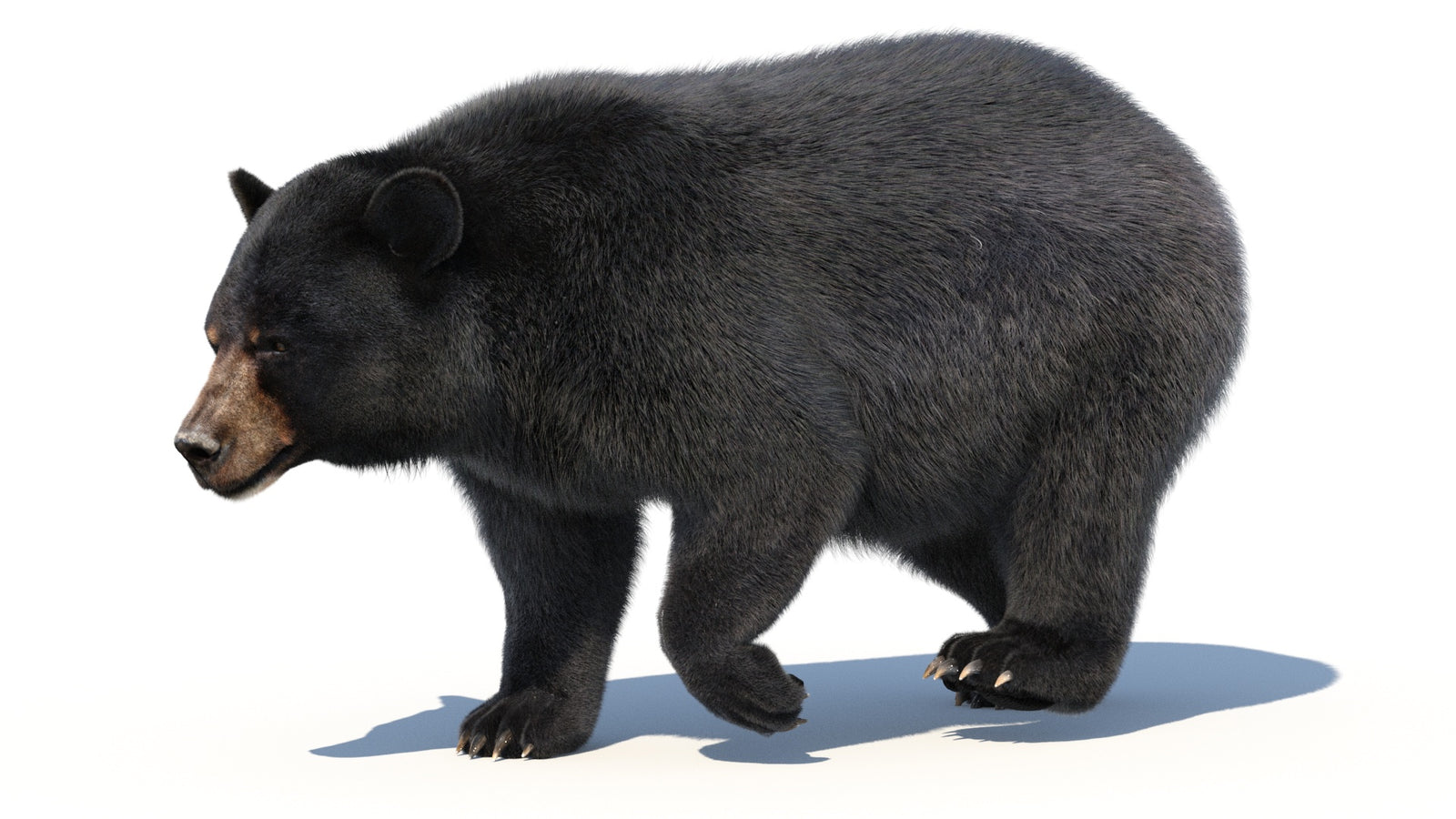 Animated Black Bear 3D Model with Fur Advanced 360° view 2 frame 43