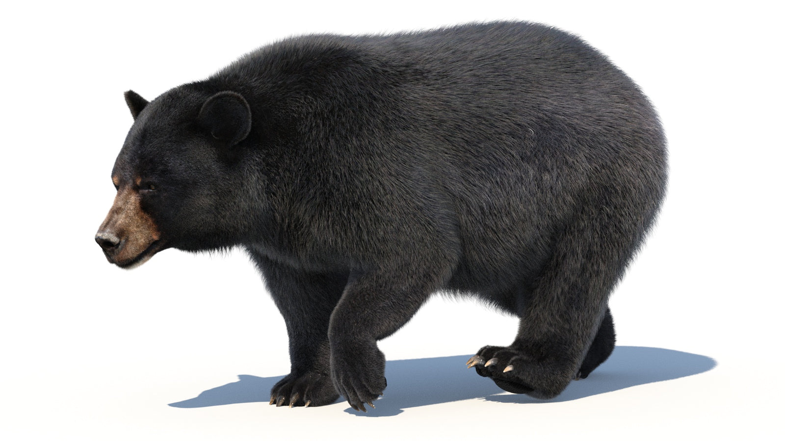 Animated Black Bear 3D Model with Fur Advanced 360° view 2 frame 46