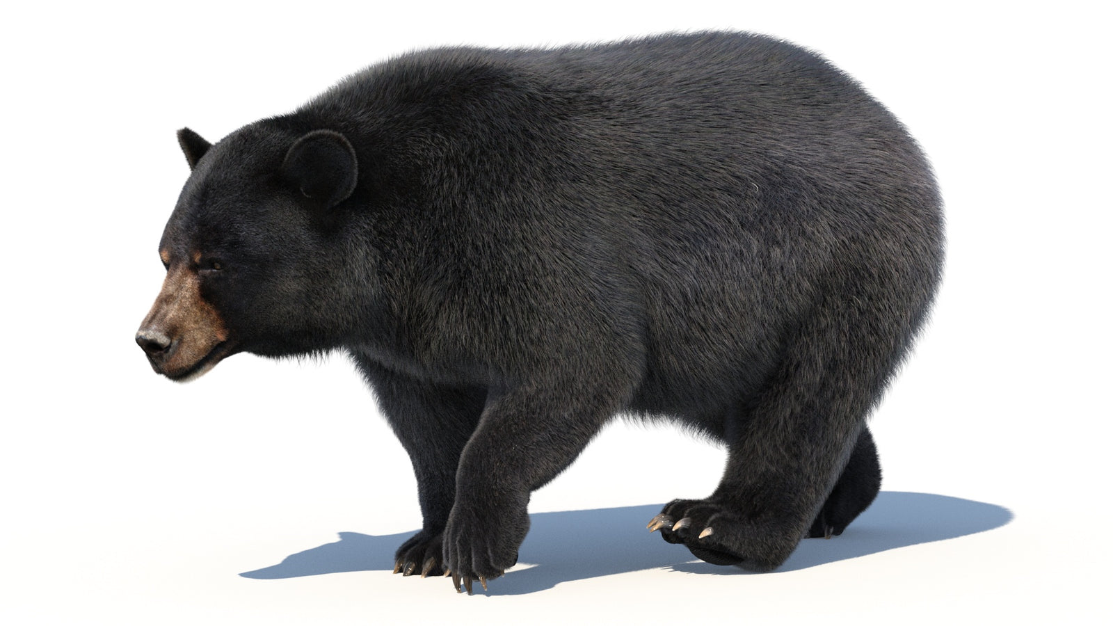 Animated Black Bear 3D Model with Fur Advanced 360° view 2 frame 47