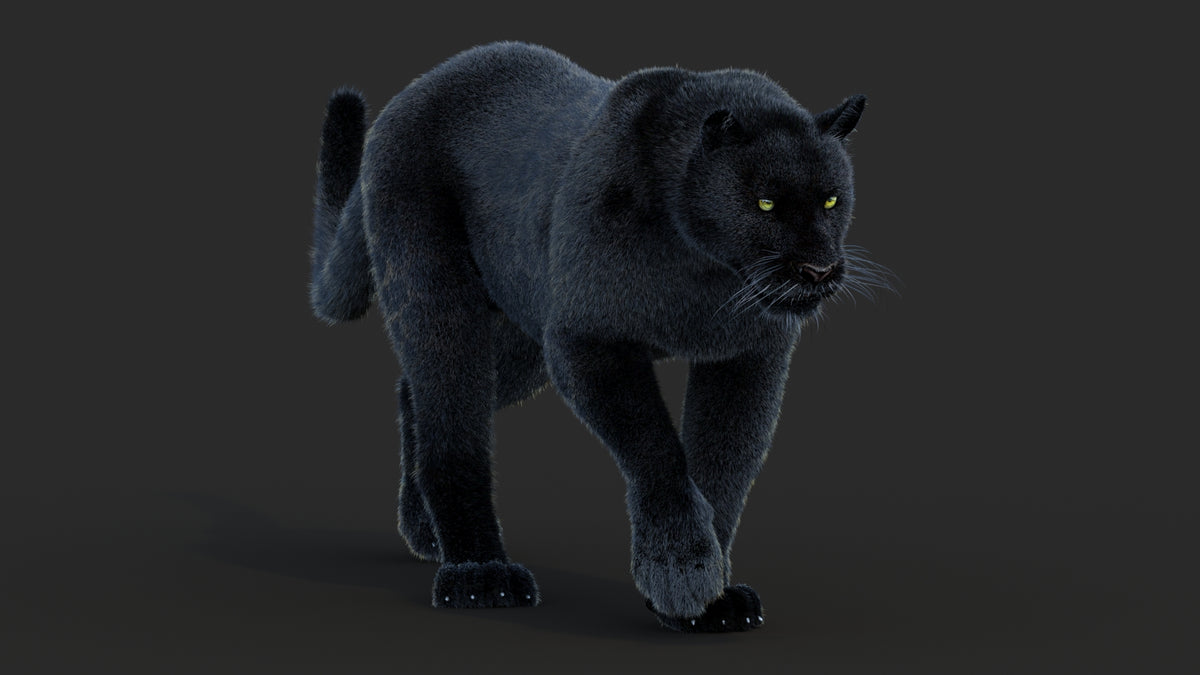 Animated Black Panther Animal 3D Model with Fur - 360 Degree View