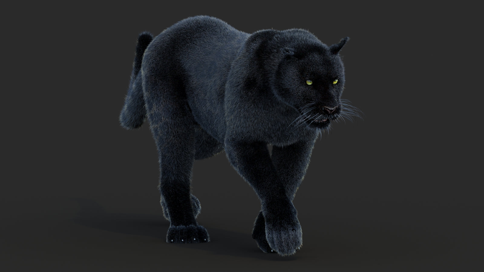 Animated Black Panther Animal 3D Model with Fur 360° view 2 frame 4