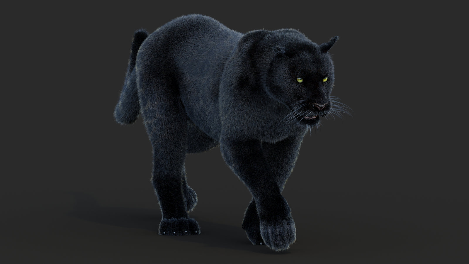 Animated Black Panther Animal 3D Model with Fur 360° view 2 frame 5