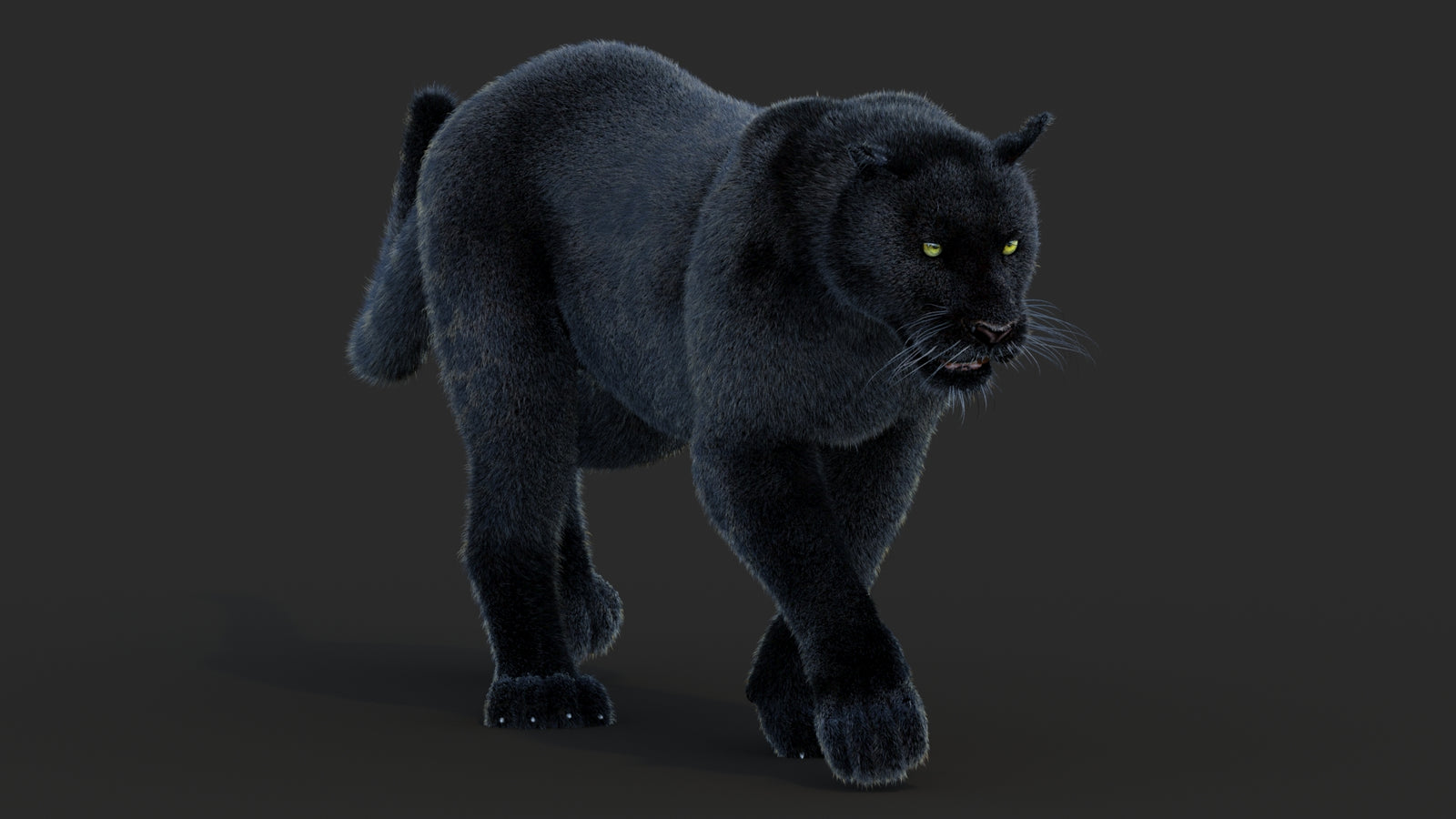 Animated Black Panther Animal 3D Model with Fur 360° view 2 frame 6