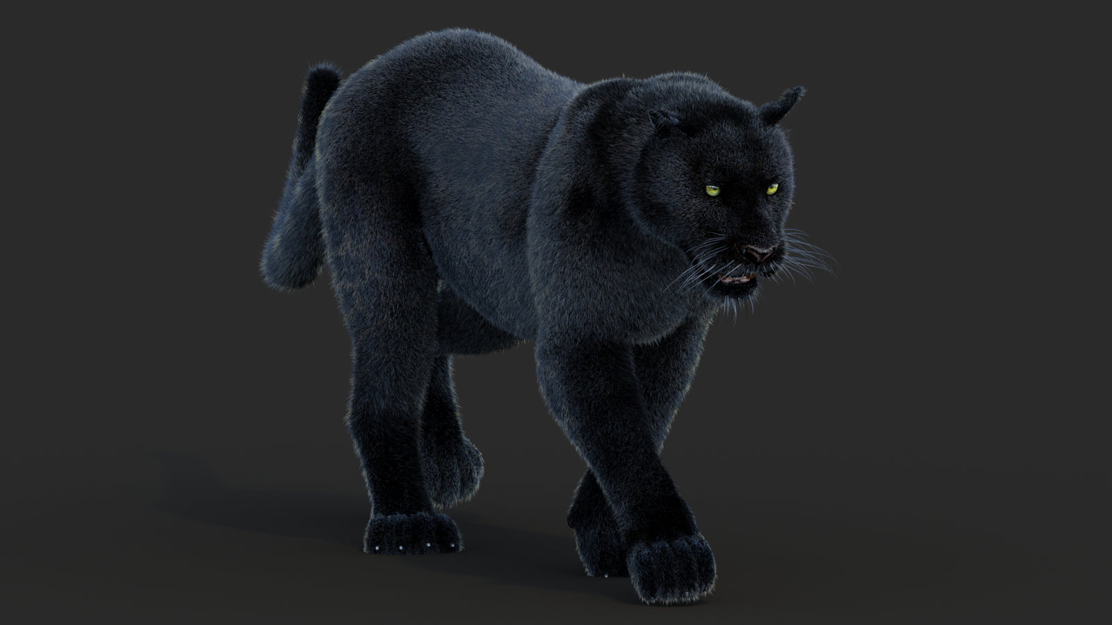 Animated Black Panther Animal 3D Model with Fur 360° view 2 frame 7