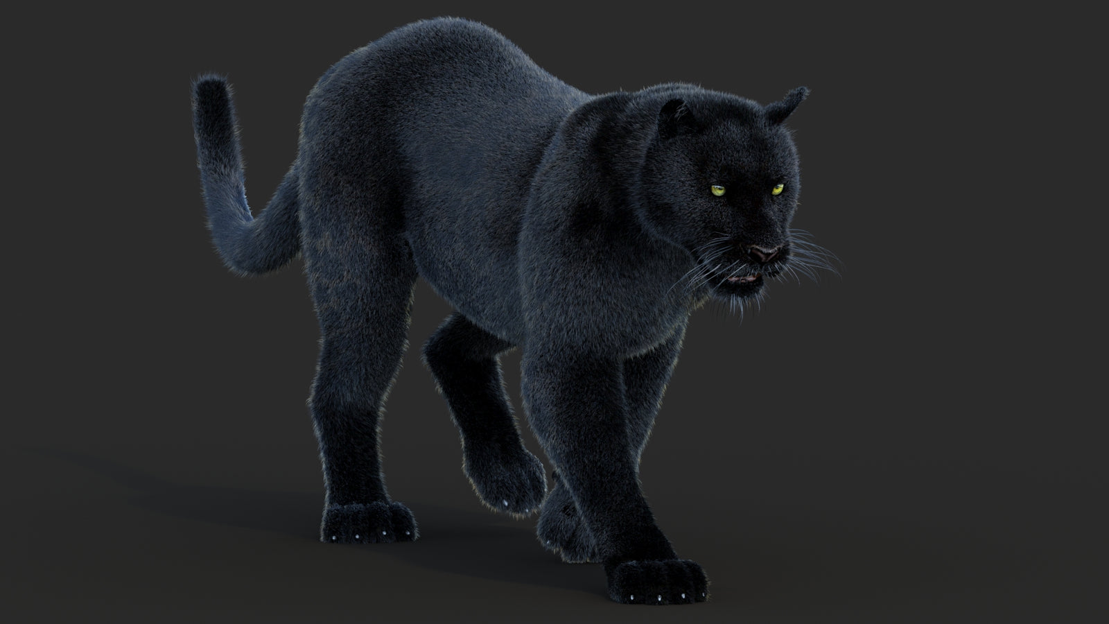 Animated Black Panther Animal 3D Model with Fur 360° view 2 frame 14