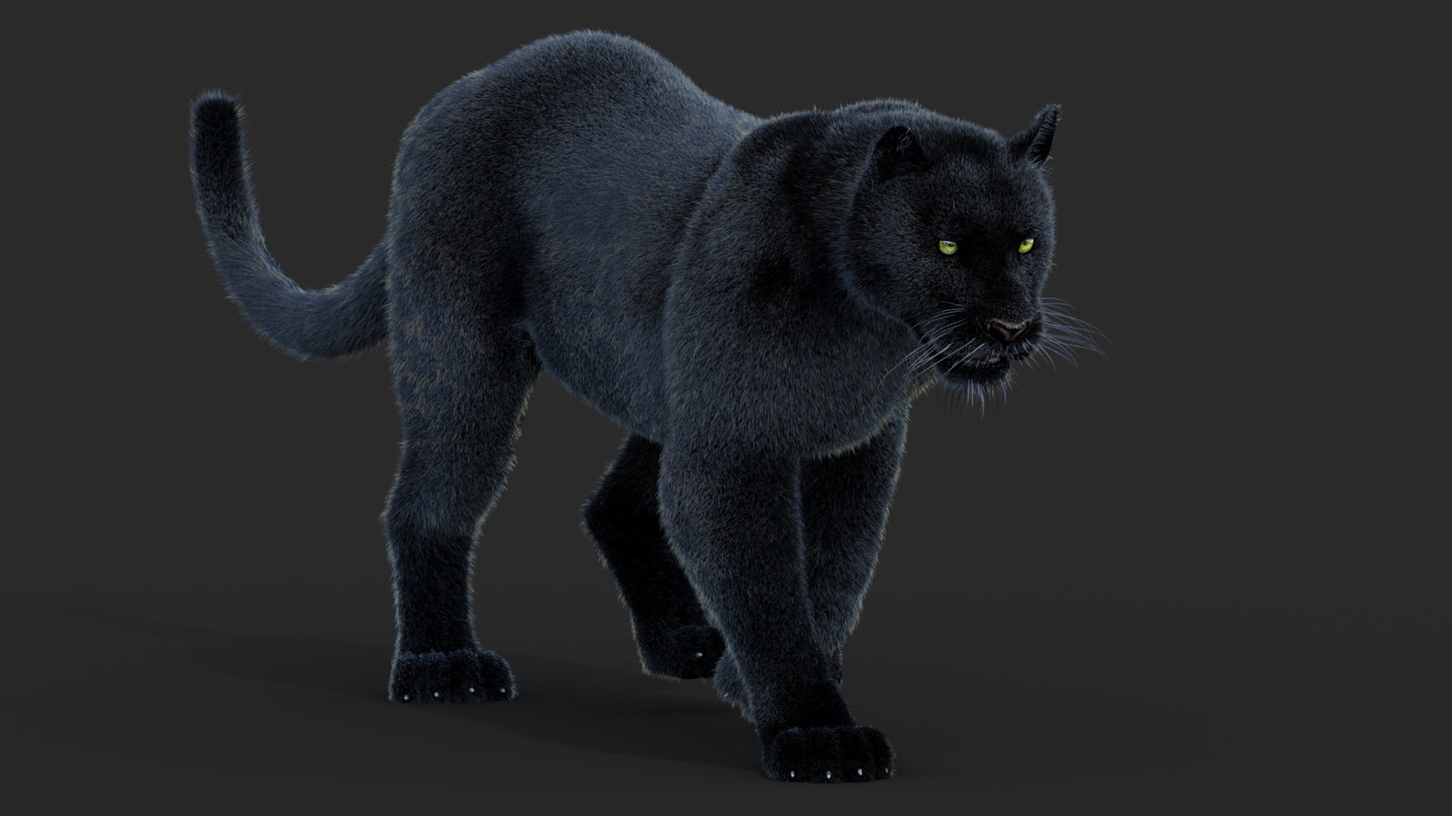 Animated Black Panther Animal 3D Model with Fur 360° view 2 frame 18
