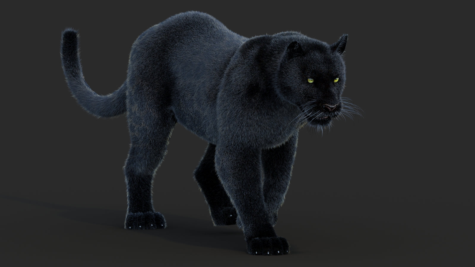 Animated Black Panther Animal 3D Model with Fur 360° view 2 frame 19