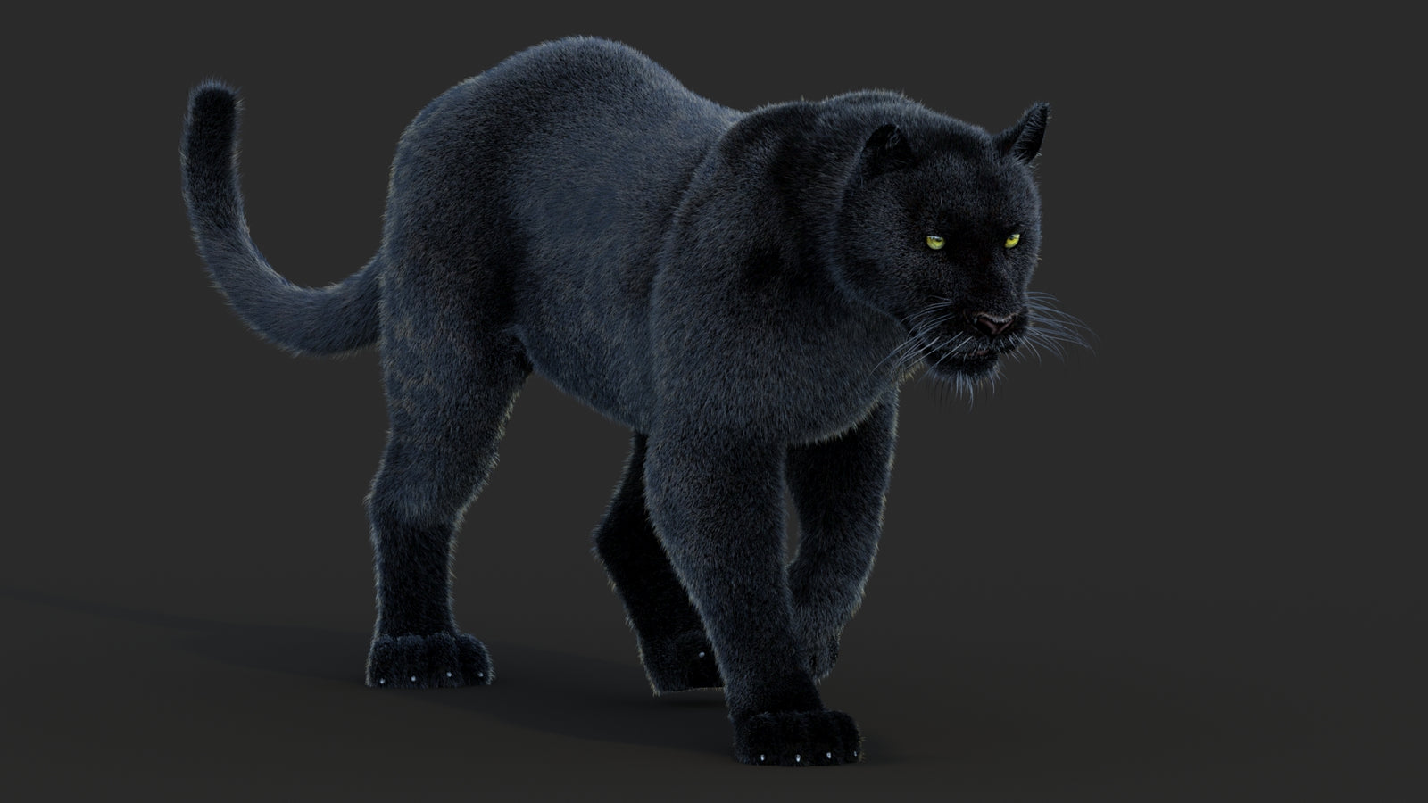 Animated Black Panther Animal 3D Model with Fur 360° view 2 frame 20