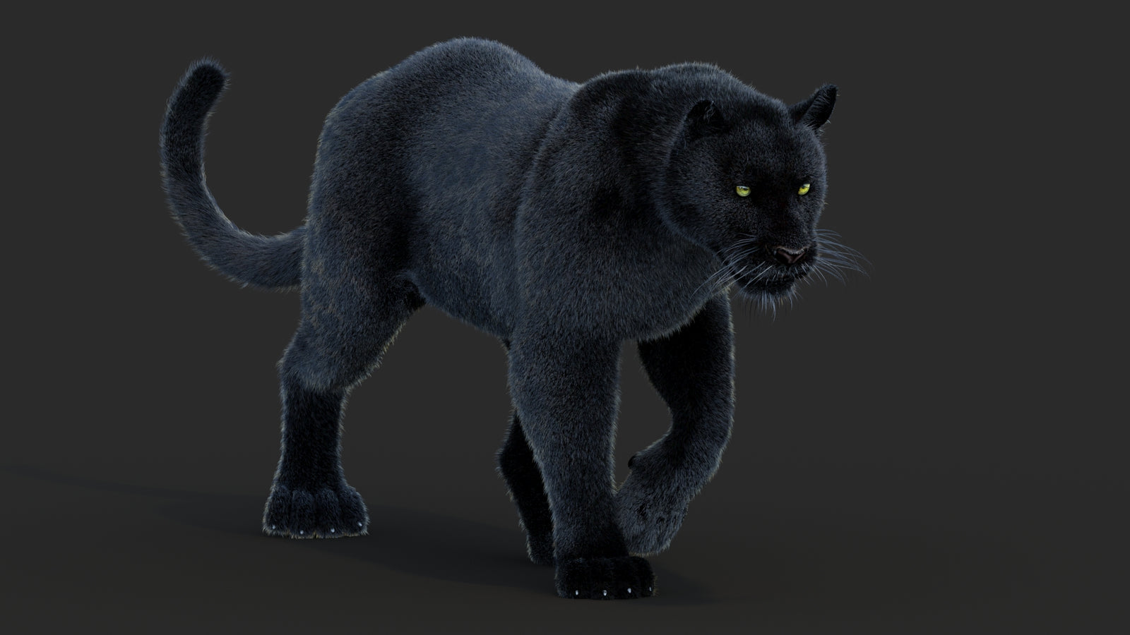 Animated Black Panther Animal 3D Model with Fur 360° view 2 frame 24