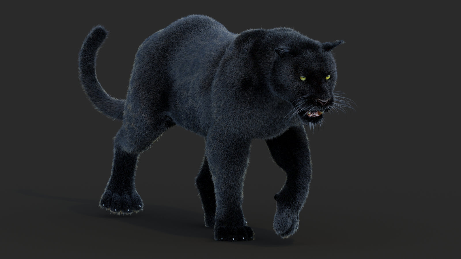 Animated Black Panther Animal 3D Model with Fur 360° view 2 frame 29