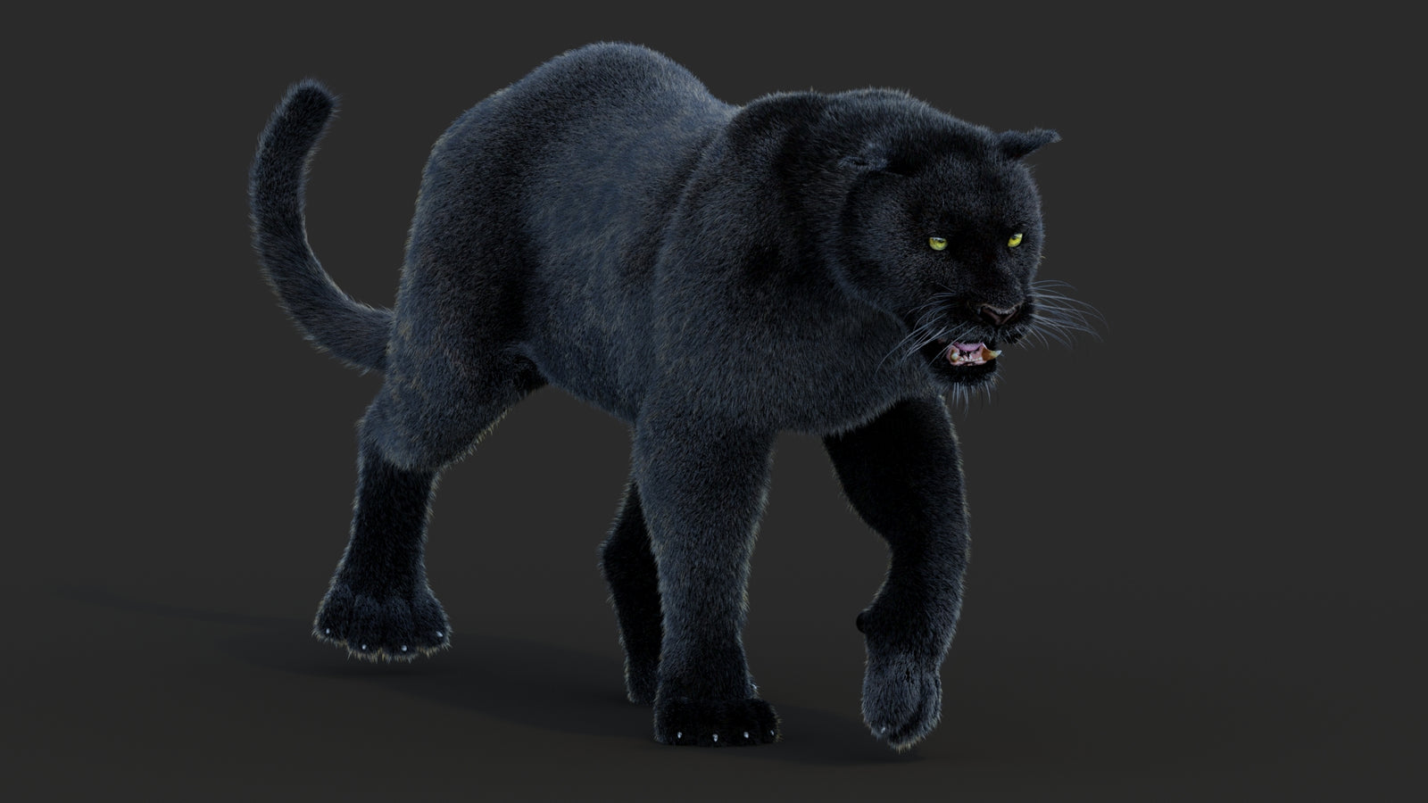 Animated Black Panther Animal 3D Model with Fur 360° view 2 frame 30