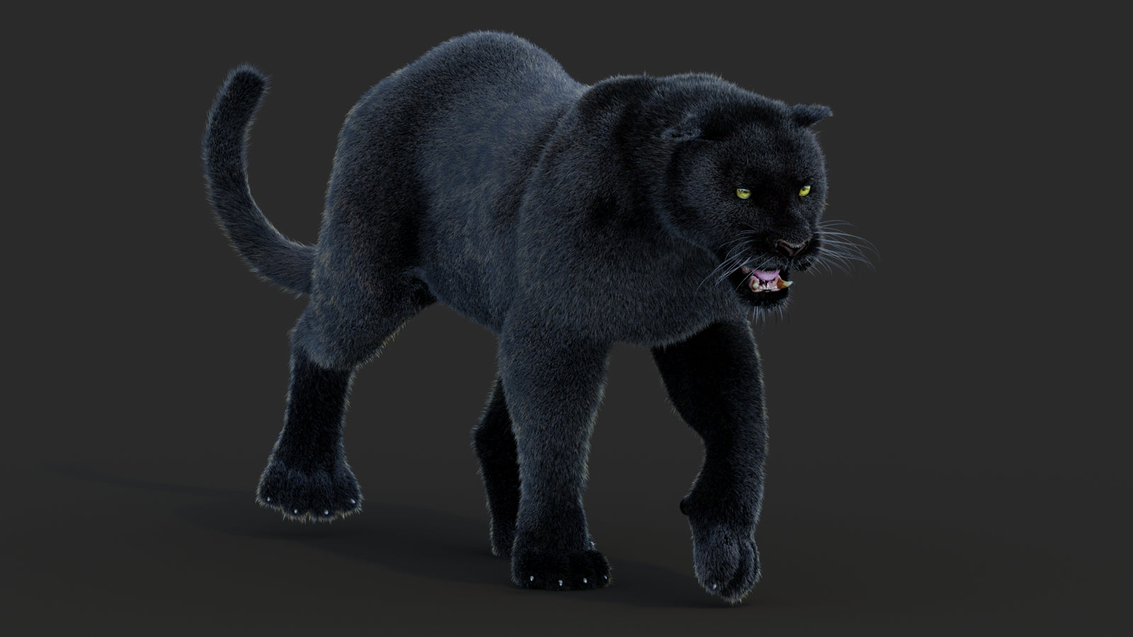 Animated Black Panther Animal 3D Model with Fur 360° view 2 frame 31