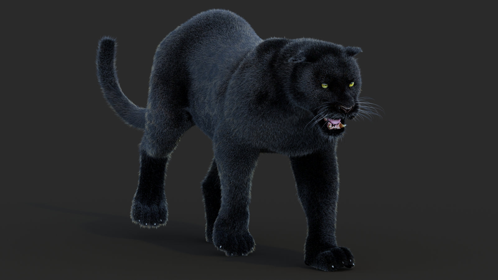 Animated Black Panther Animal 3D Model with Fur 360° view 2 frame 35