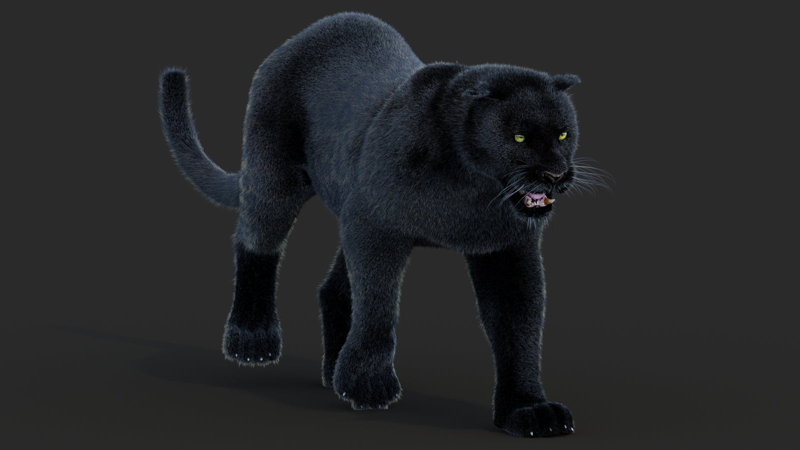Animated Black Panther Animal 3D Model with Fur 360° view 2 frame 37