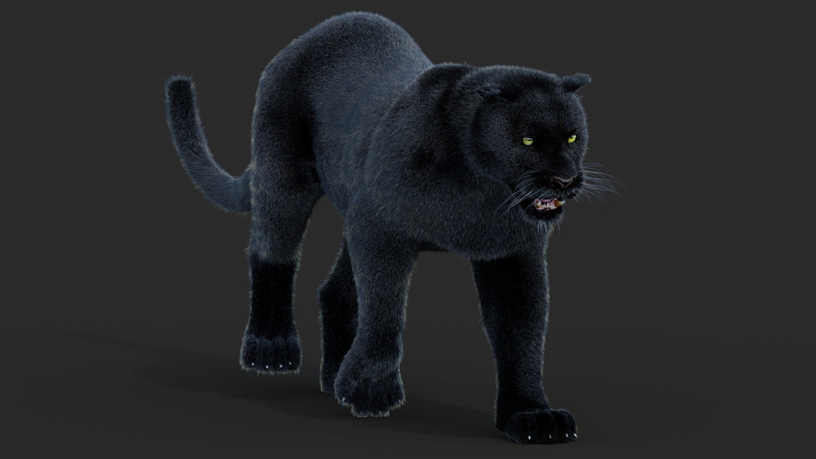 Animated Black Panther Animal 3D Model with Fur 360° view 2 frame 39