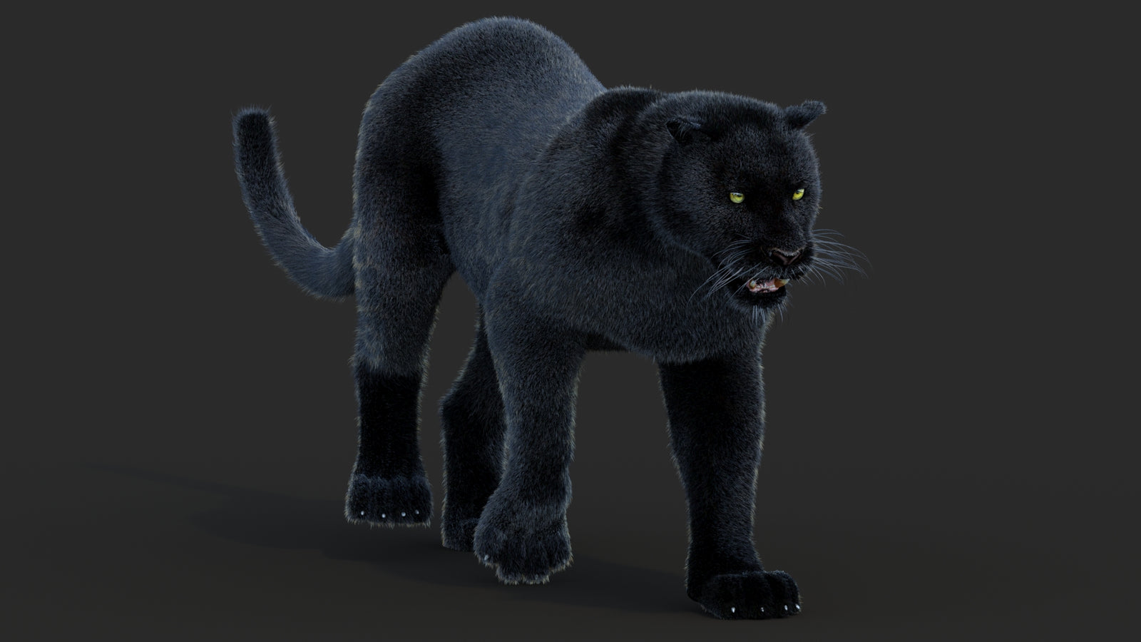 Animated Black Panther Animal 3D Model with Fur 360° view 2 frame 40