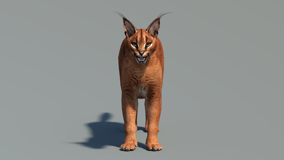 Animated Caracal 3D Model - Low Poly - 360 Degree View