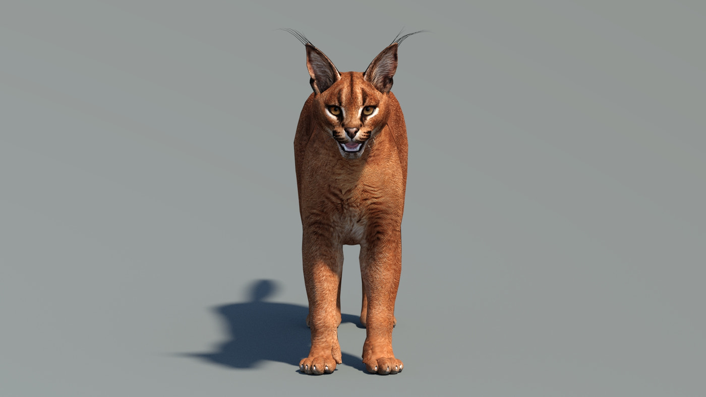 Tufted‑Ear Wildcats 3D Bundle — Caracal & Lynx (Rigged, Animated) - 360 Degree View