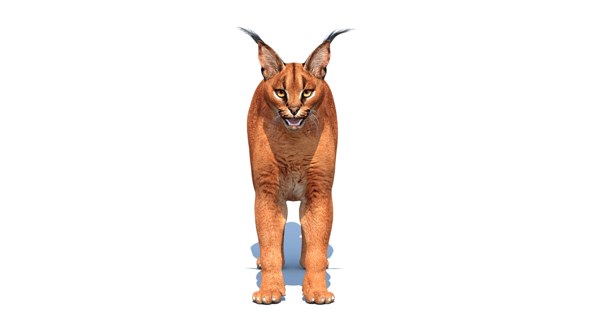 Animated Caracal 3D Model - Game-Ready - 360 Degree View