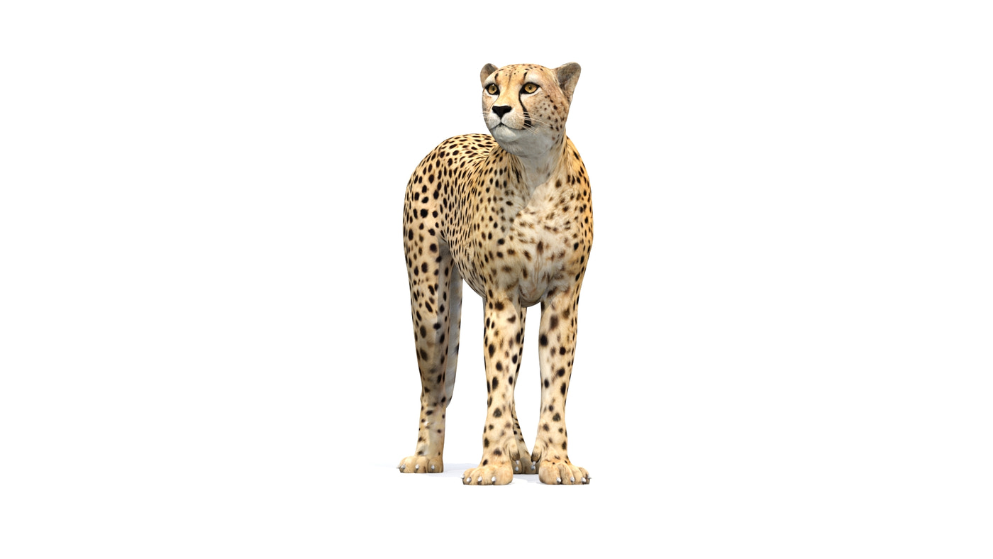 Animated Cheetah 3D Model - Game-Ready - 360 Degree View