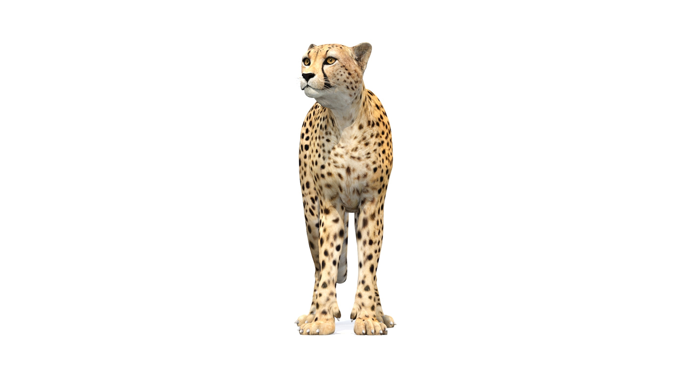 Animated Cheetah 3D Model - 360 Degree View