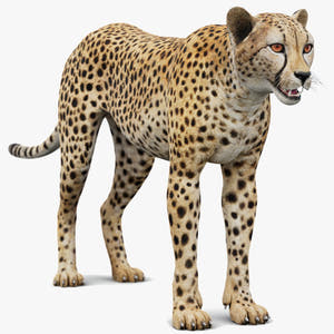 Game-Ready Cheetah 3D Model - PBR, 3ds Max and Maya Thumbnail