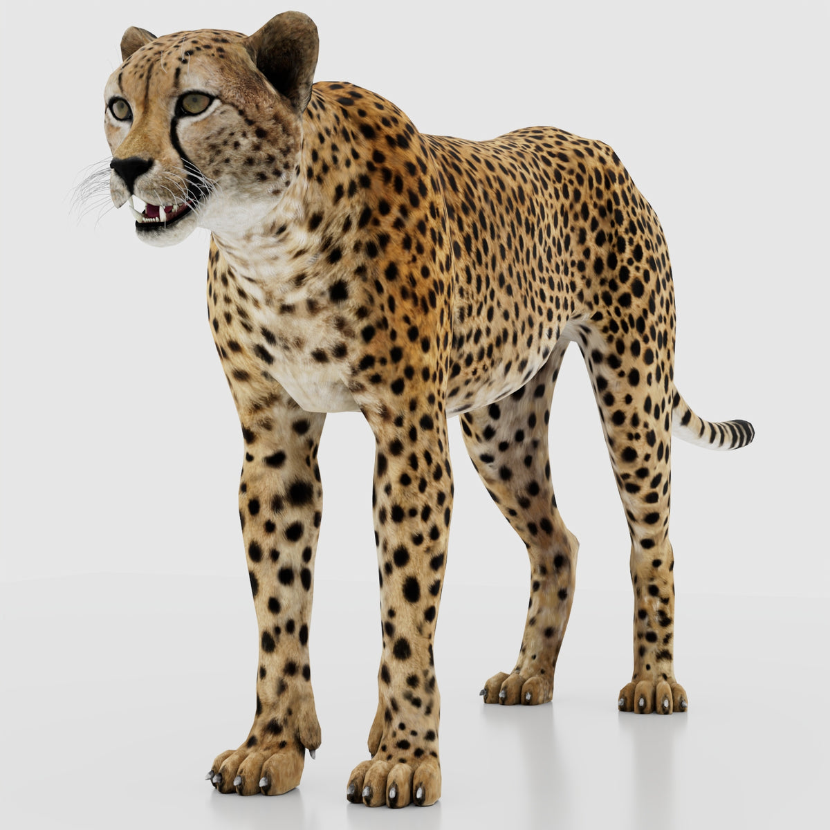 Game-Ready Cheetah 3D Model - PBR, 3ds Max and Maya