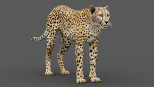 Game-Ready Cheetah 3D Model - PBR, 3ds Max and Maya Thumbnail