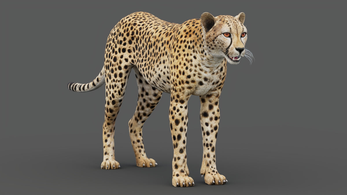 Game-Ready Cheetah 3D Model - PBR, 3ds Max and Maya