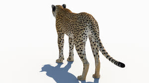 True-to-Life Cheetah 3D Model for Download Thumbnail