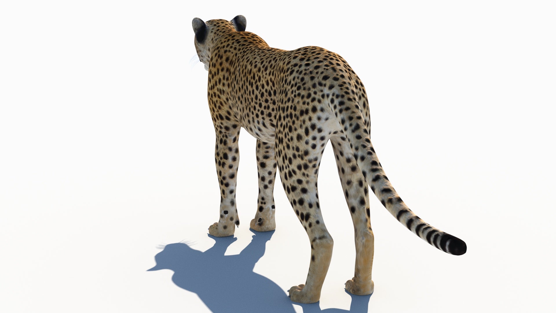 True-to-Life Cheetah 3D Model for Download