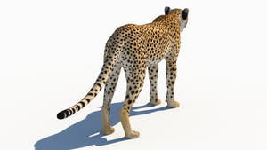 Natural Cheetah standing on a white background Thumbnail