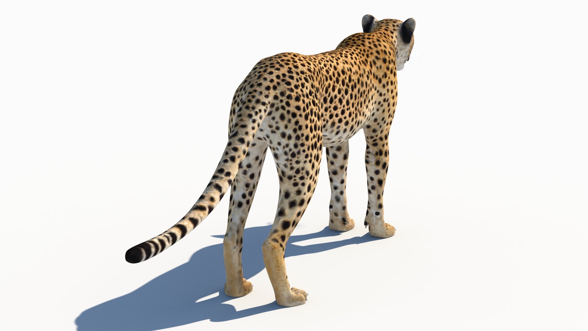 Natural Cheetah standing on a white background