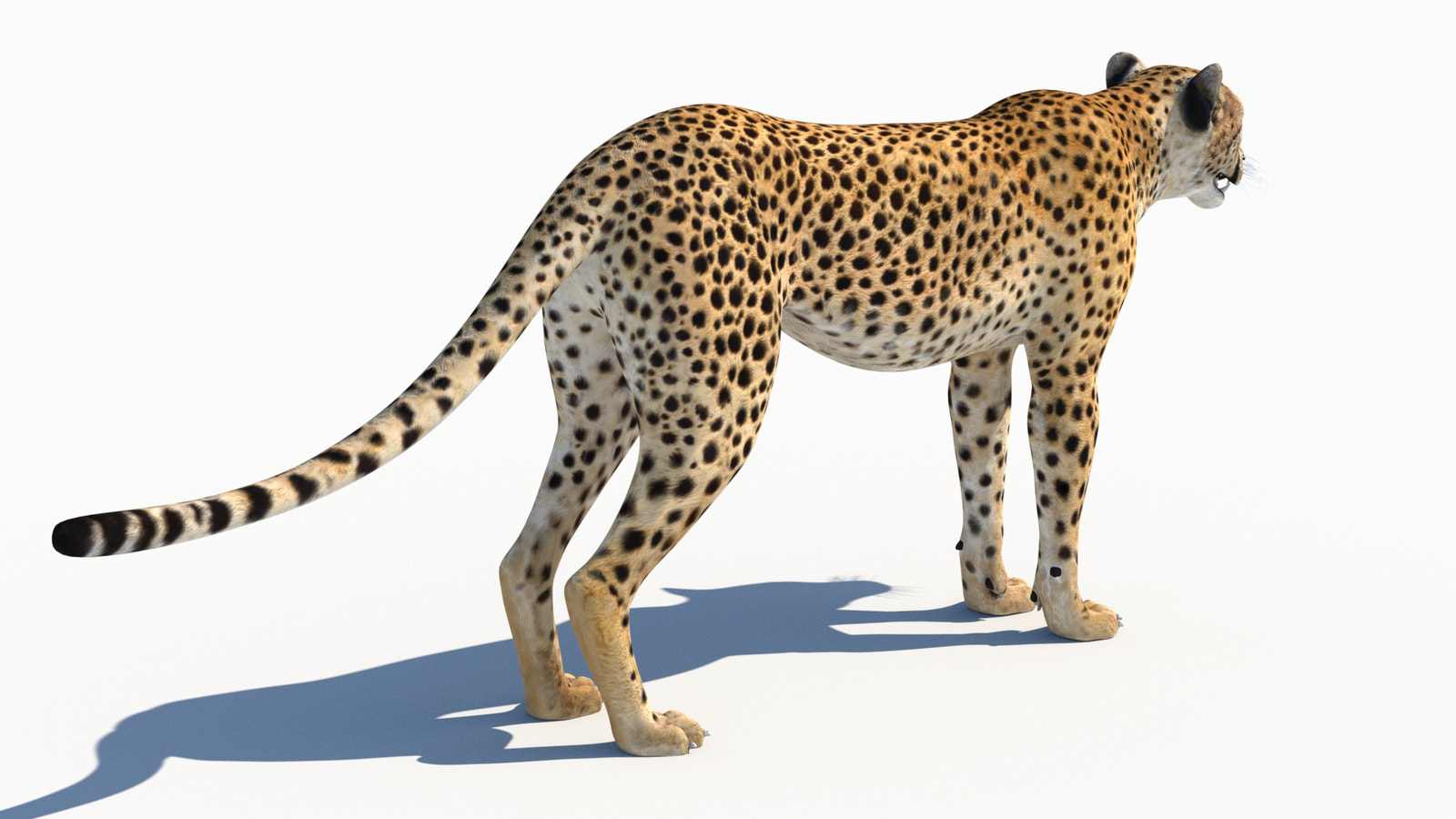 Accurate Cheetah 3D Model for Download