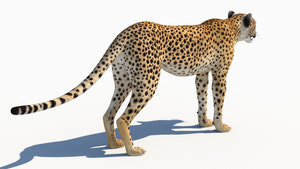 Accurate Cheetah 3D Model for Download Thumbnail
