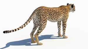 Accurate Cheetah 3D Model for Download Thumbnail