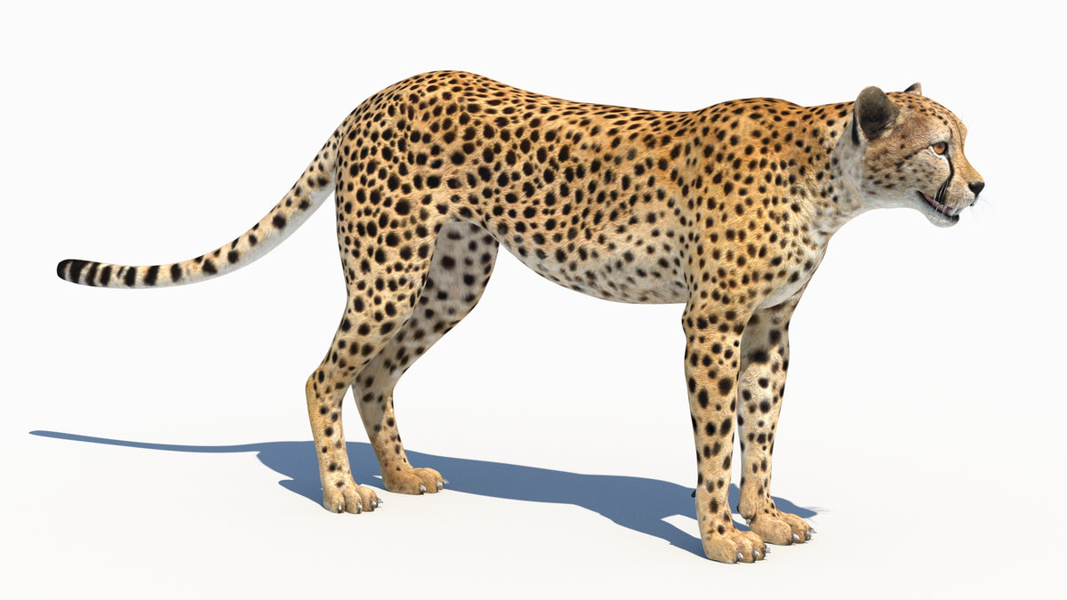 3D rendered of lifelike cheetah animal on a white background
