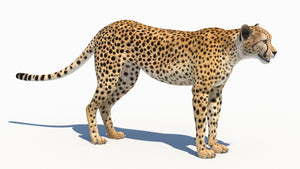 3D rendered of lifelike cheetah animal on a white background Thumbnail