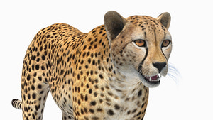 3d model of cheetah - head close up for download Thumbnail