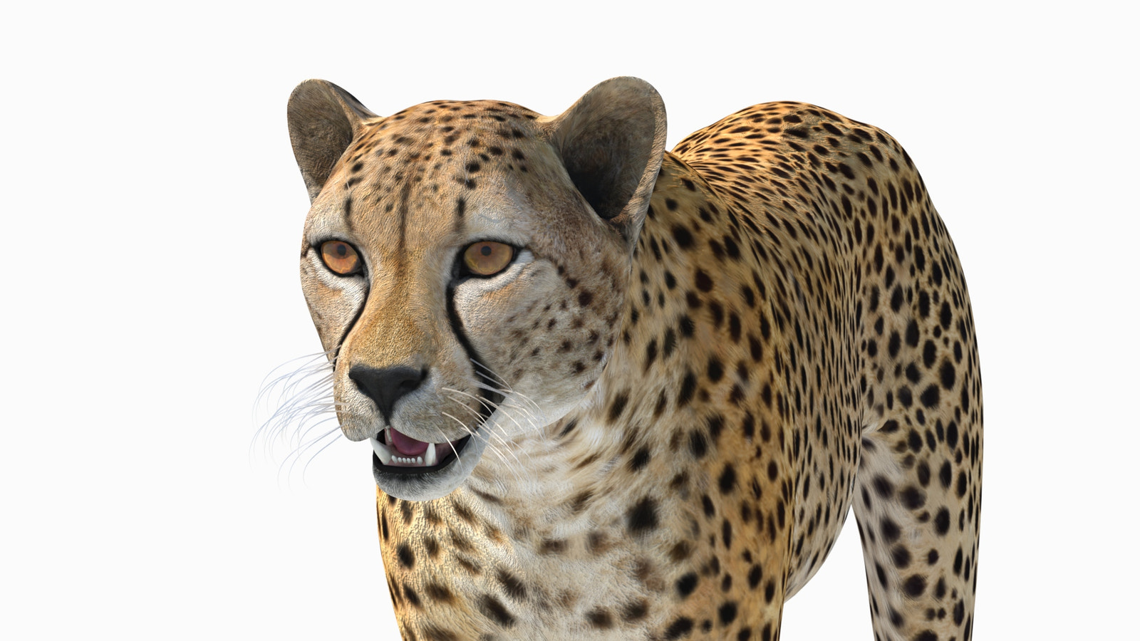 True-to-Life 3D Cheetah Model Head Close-Up Rendering