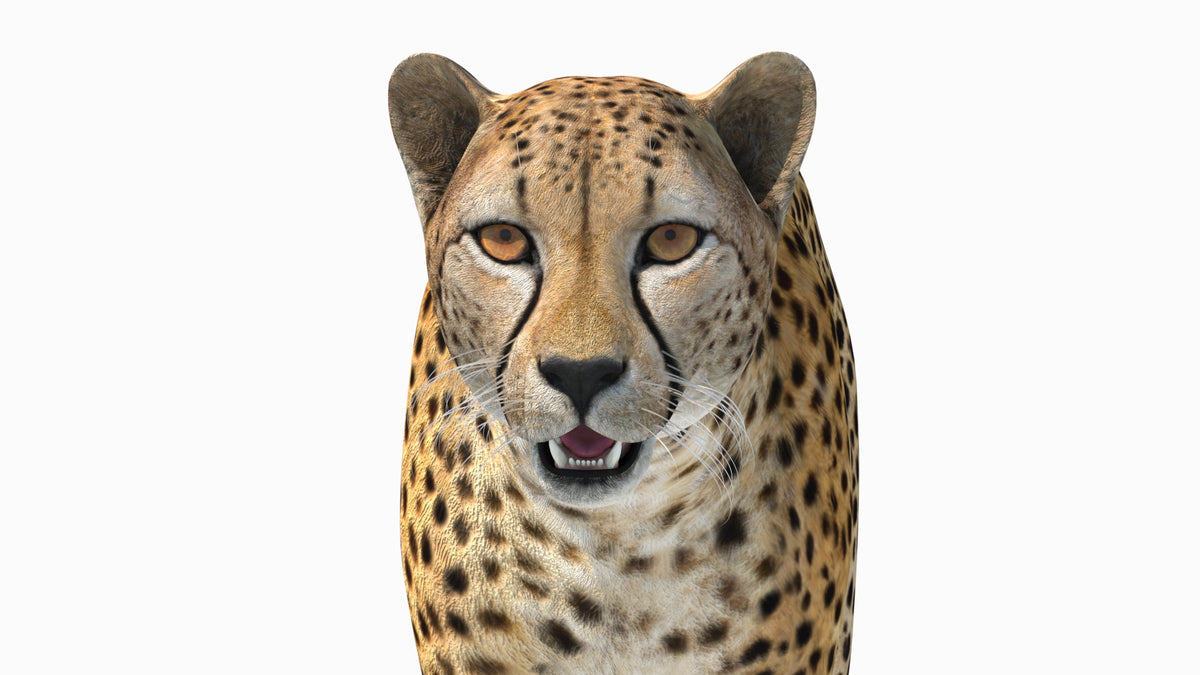 Lifelike Close-Up of a Cheetah 3D Model Face on White Background