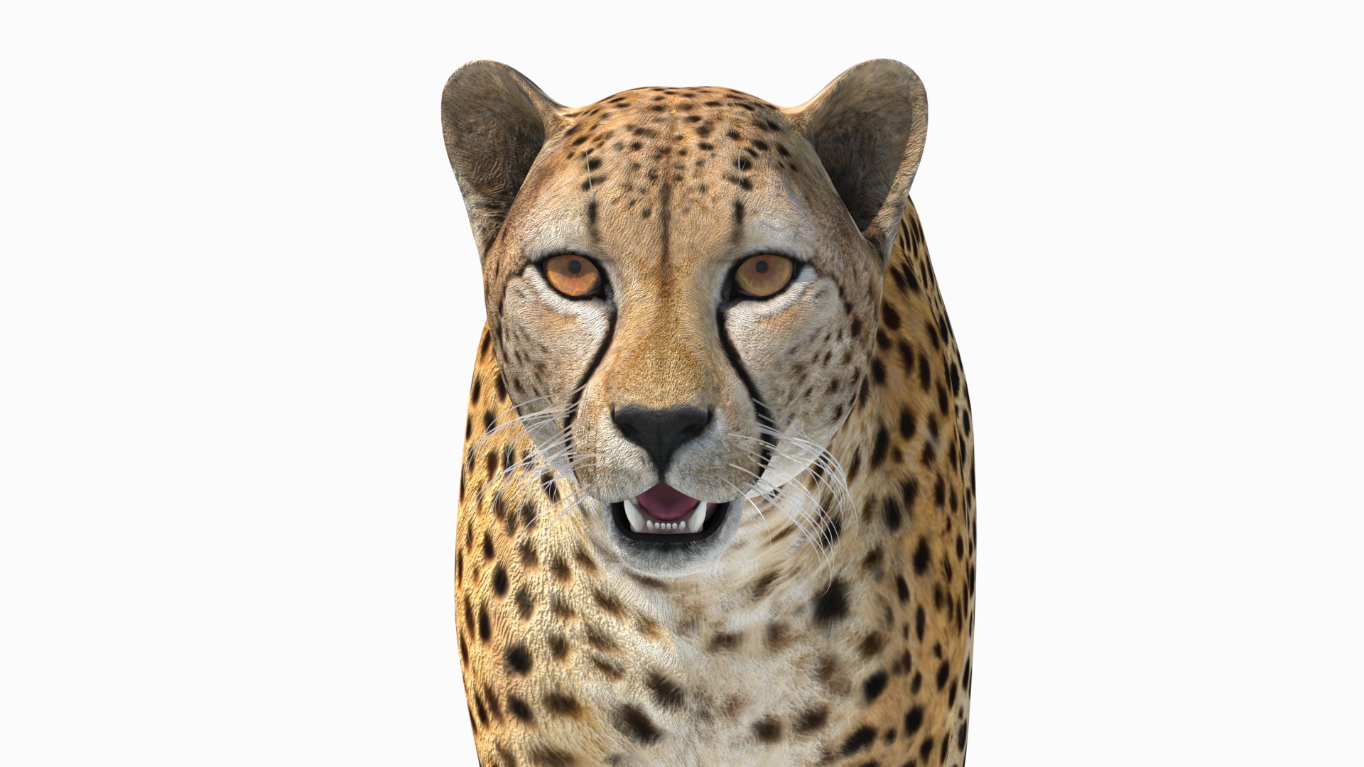 Lifelike Close-Up of a Cheetah 3D Model Face on White Background