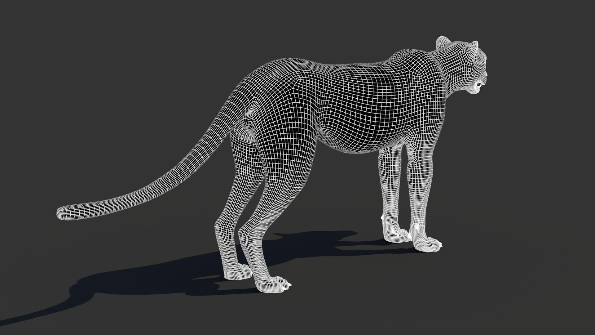 Cheetah 3D Model Wireframe – Subdivision 1